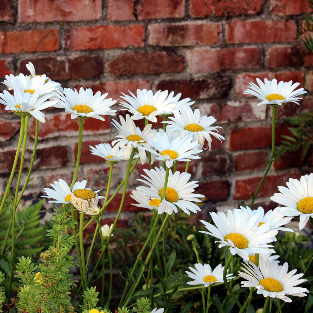 Shasta Daisies