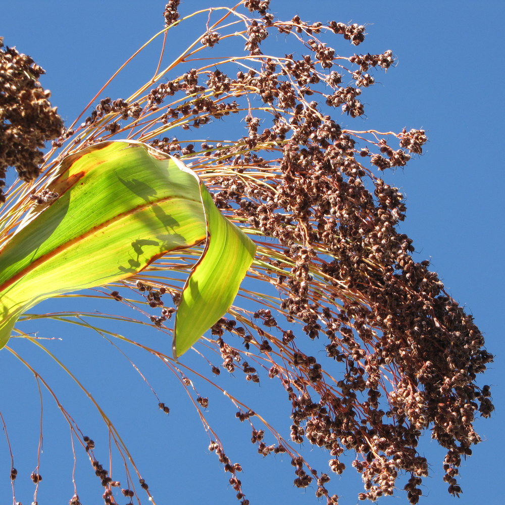 Broom Corn Luther Burbank Home & Gardens