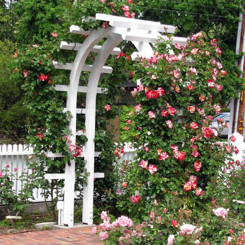Rose Arbor with 'Fourth of July' Rose